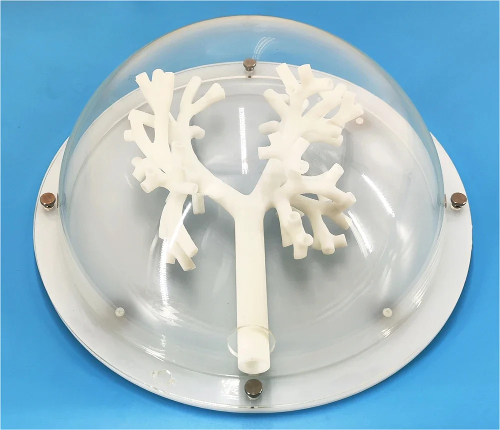 Bronchoscopy Training Model Bronchus Tracheal Model Grade 5 Branching Hard Material - Image 2