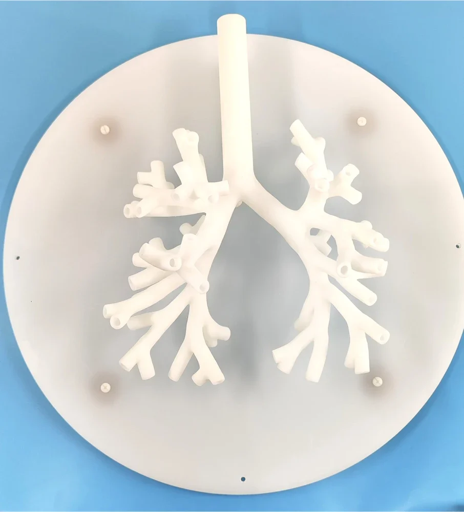 Bronchoscopy Training Model Bronchus Tracheal Model Grade 5 Branching Hard Material - Image 3
