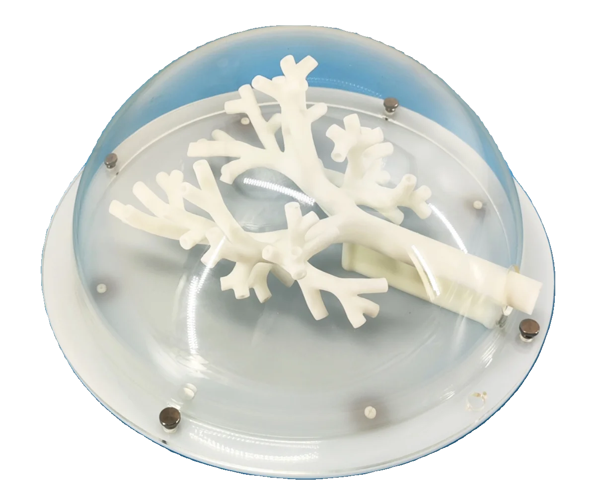 Bronchoscopy Training Model Bronchus Tracheal Model Grade 5 Branching Hard Material - Image 5