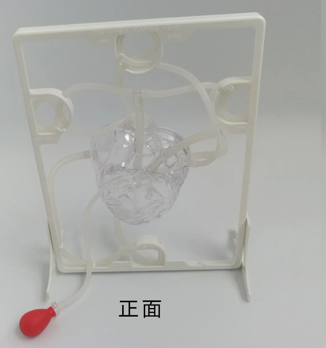 Cardiac blood circulation model children's educational toys teaching aids heart blood circulation biological science experiment - Image 2