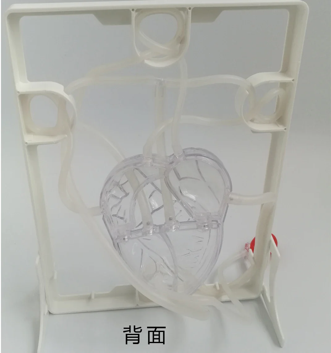 Cardiac blood circulation model children's educational toys teaching aids heart blood circulation biological science experiment - Image 3