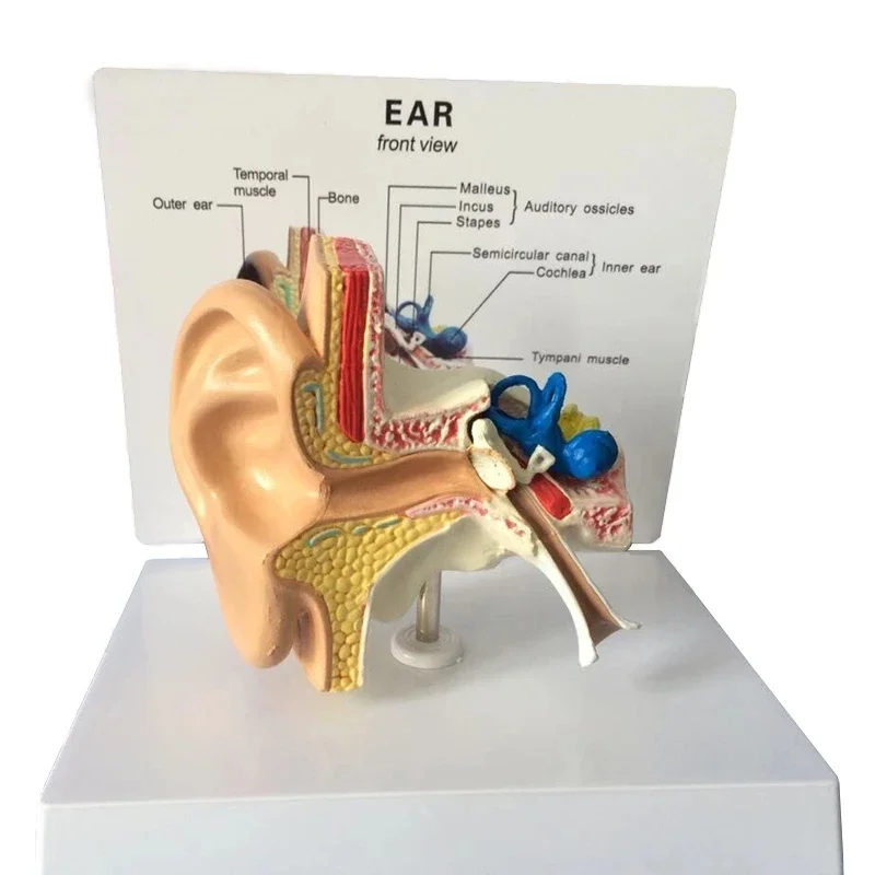 Desktop Ear Anatomy Model Human Medical Ear Anatomy Model Full Ear Model 1:1 Scale anatomy medical teaching tool - Image 2
