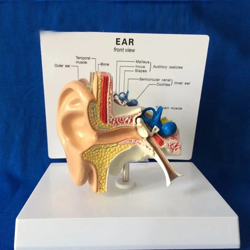 Desktop Ear Anatomy Model Human Medical Ear Anatomy Model Full Ear Model 1:1 Scale anatomy medical teaching tool - Image 3