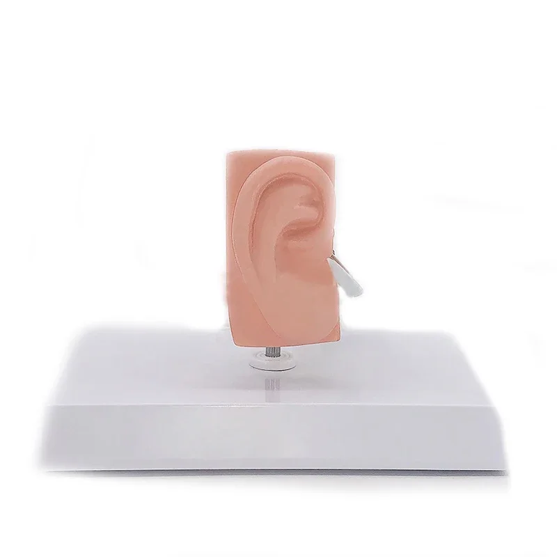 Desktop Ear Anatomy Model Human Medical Ear Anatomy Model Full Ear Model 1:1 Scale anatomy medical teaching tool - Image 4