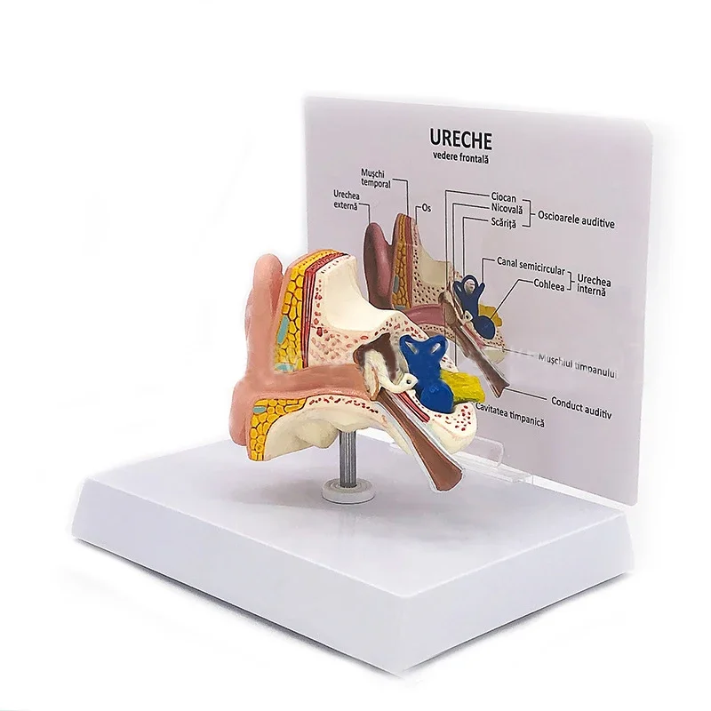 Desktop Ear Anatomy Model Human Medical Ear Anatomy Model Full Ear Model 1:1 Scale anatomy medical teaching tool - Image 5
