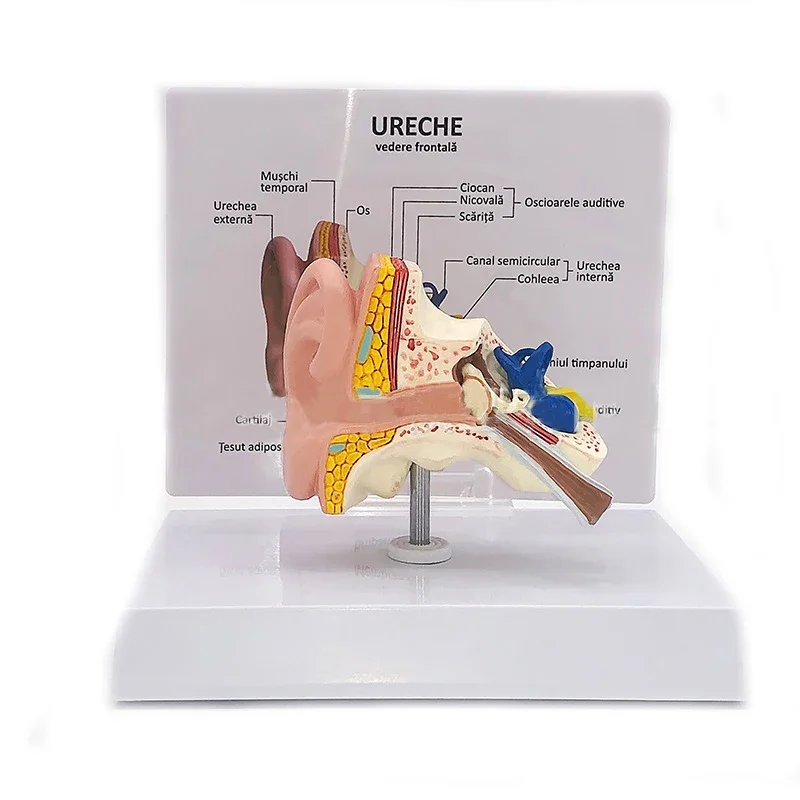 Desktop Ear Anatomy Model Human Medical Ear Anatomy Model Full Ear Model 1:1 Scale anatomy medical teaching tool - Image 6
