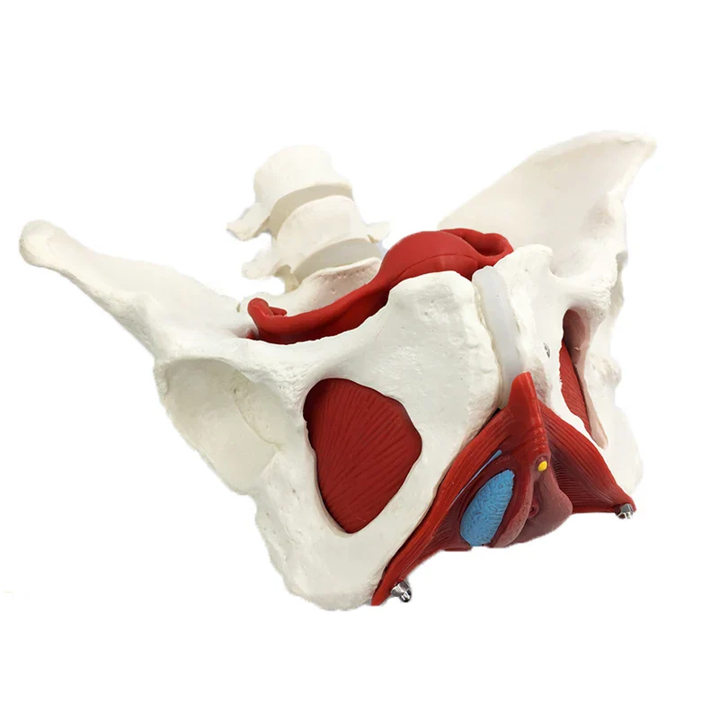 Detachable Female Pelvis Muscle Anatomy Model Medical Science Teaching Resources - Image 3