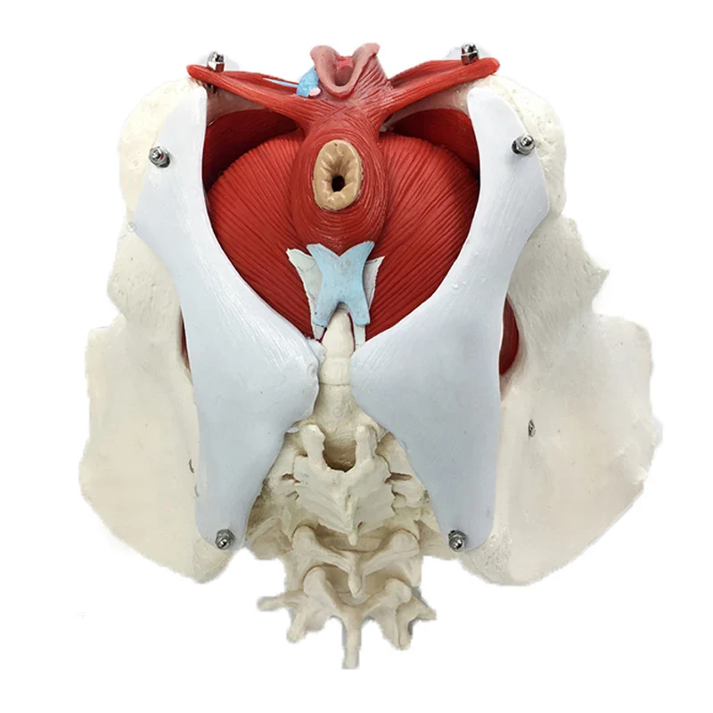 Detachable Female Pelvis Muscle Anatomy Model Medical Science Teaching Resources - Image 4