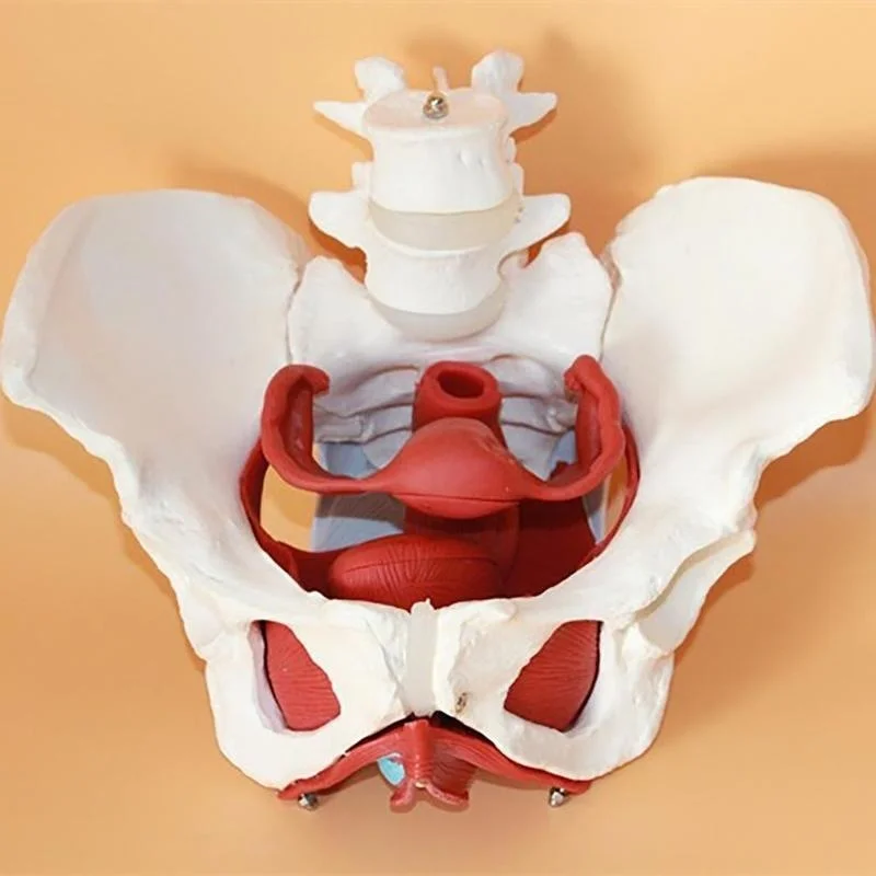 Detachable Female Pelvis Muscle Anatomy Model Medical Science Teaching Resources - Image 5