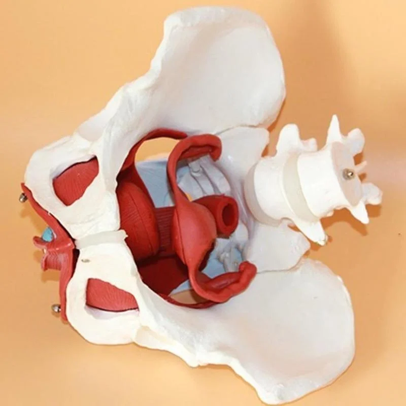 Detachable Female Pelvis Muscle Anatomy Model Medical Science Teaching Resources - Image 6