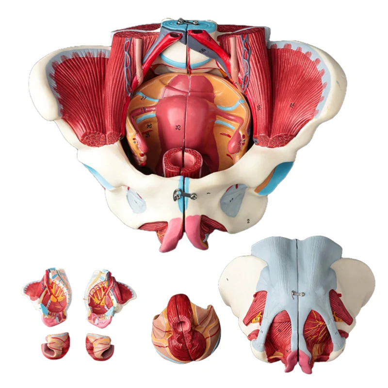 Disassembled Female Pelvis Anatomy Model PVC Female Pelvis with Floor Muscle and Nerve Model Lab Supplies