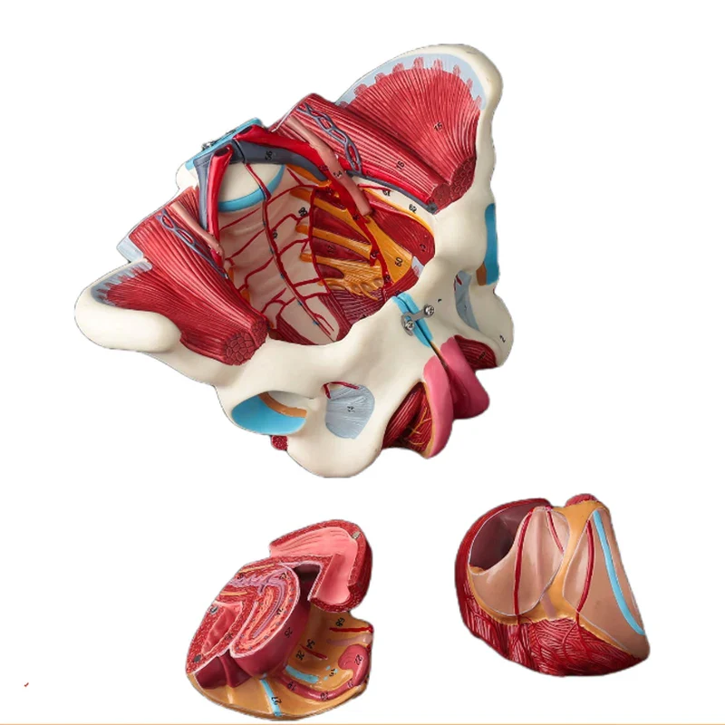 Disassembled Female Pelvis Anatomy Model PVC Female Pelvis with Floor Muscle and Nerve Model Lab Supplies - Image 2