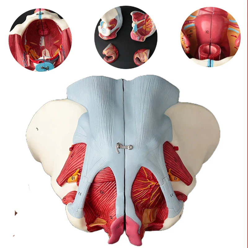 Disassembled Female Pelvis Anatomy Model PVC Female Pelvis with Floor Muscle and Nerve Model Lab Supplies - Image 3