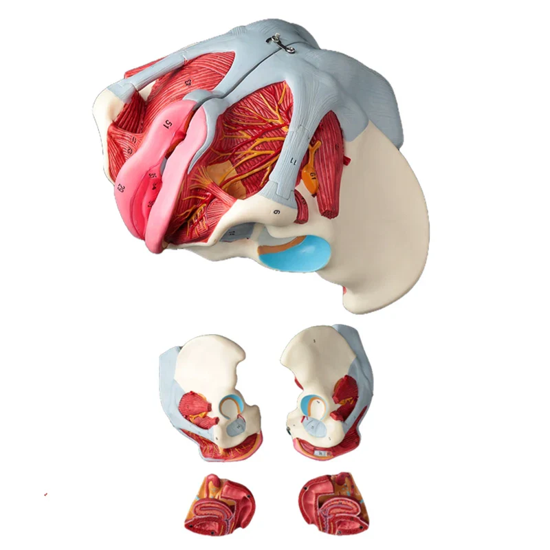 Disassembled Female Pelvis Anatomy Model PVC Female Pelvis with Floor Muscle and Nerve Model Lab Supplies - Image 4