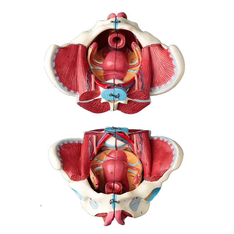 Disassembled Female Pelvis Anatomy Model PVC Female Pelvis with Floor Muscle and Nerve Model Lab Supplies - Image 5