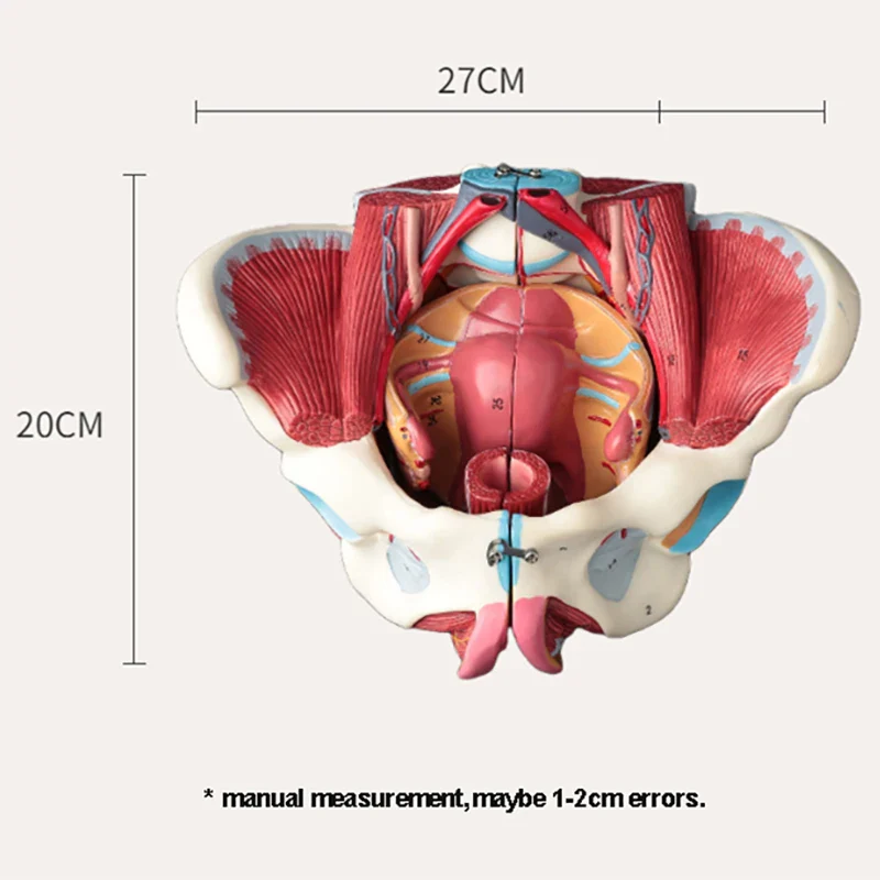 Disassembled Female Pelvis Anatomy Model PVC Female Pelvis with Floor Muscle and Nerve Model Lab Supplies - Image 6