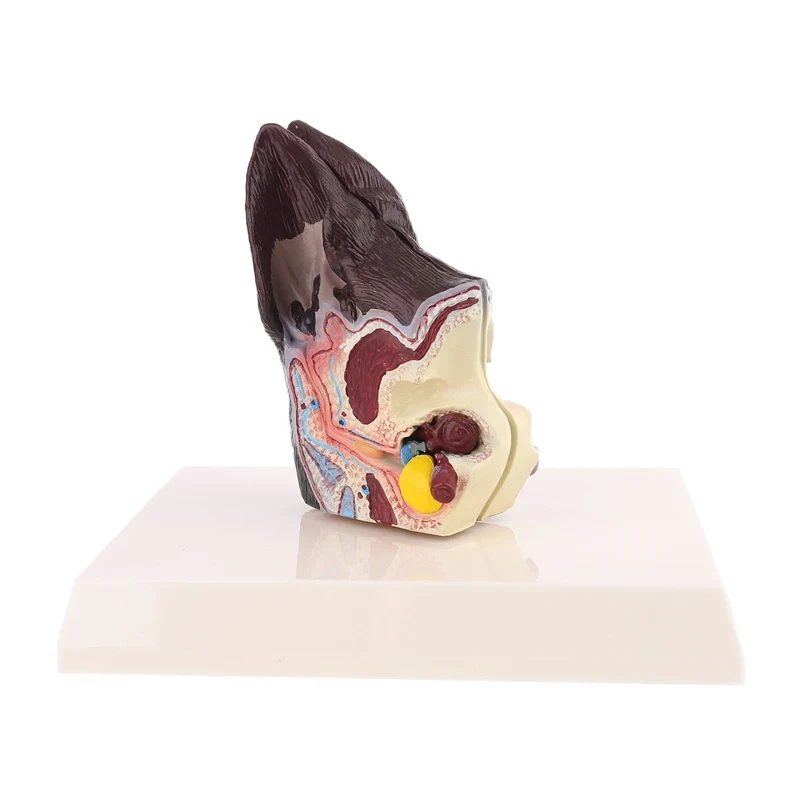 Dog Ear Lesion Animal Anatomical Model Veterinary Science Aids Teaching Canine Research Drop Shipping - Image 3