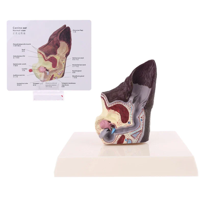 Dog Ear Lesion Animal Anatomical Model Veterinary Science Aids Teaching Canine Research Drop Shipping - Image 4