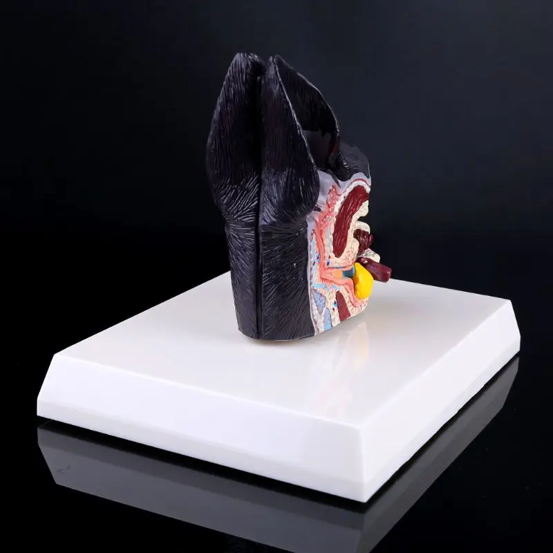 Dog Ear Lesion Animal Anatomical Model Veterinary Science Aids Teaching Canine Research Drop Shipping - Image 5