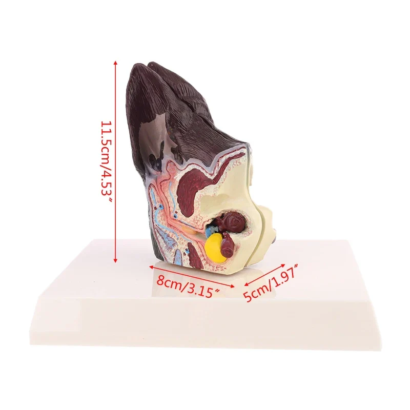 Dog Ear Lesion Animal Anatomical Model Veterinary Science Aids Teaching Canine Research Drop Shipping - Image 6