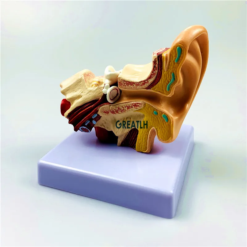 External Ears Human Ear Anatomy Model Organ Model 1.5 times Medical Science model