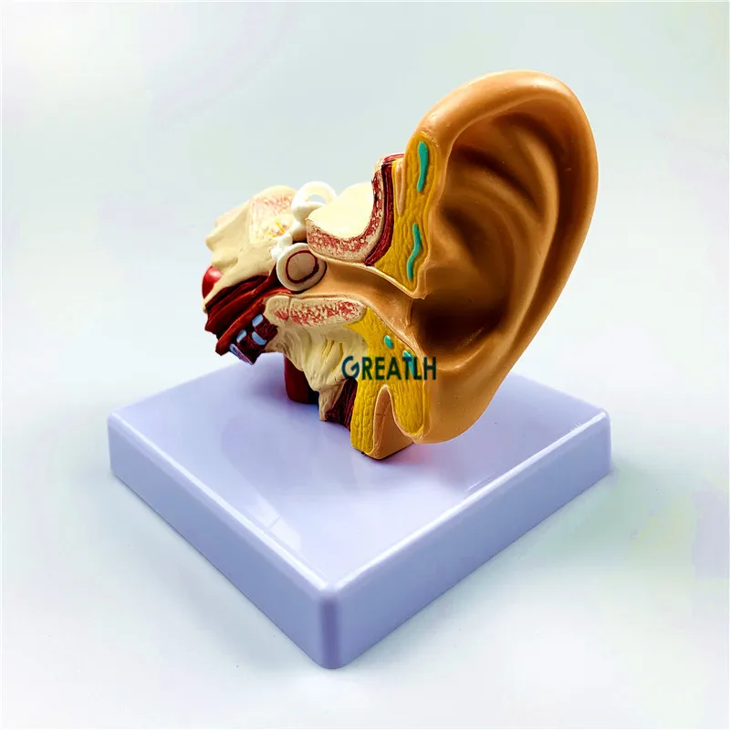 External Ears Human Ear Anatomy Model Organ Model 1.5 times Medical Science model - Image 2