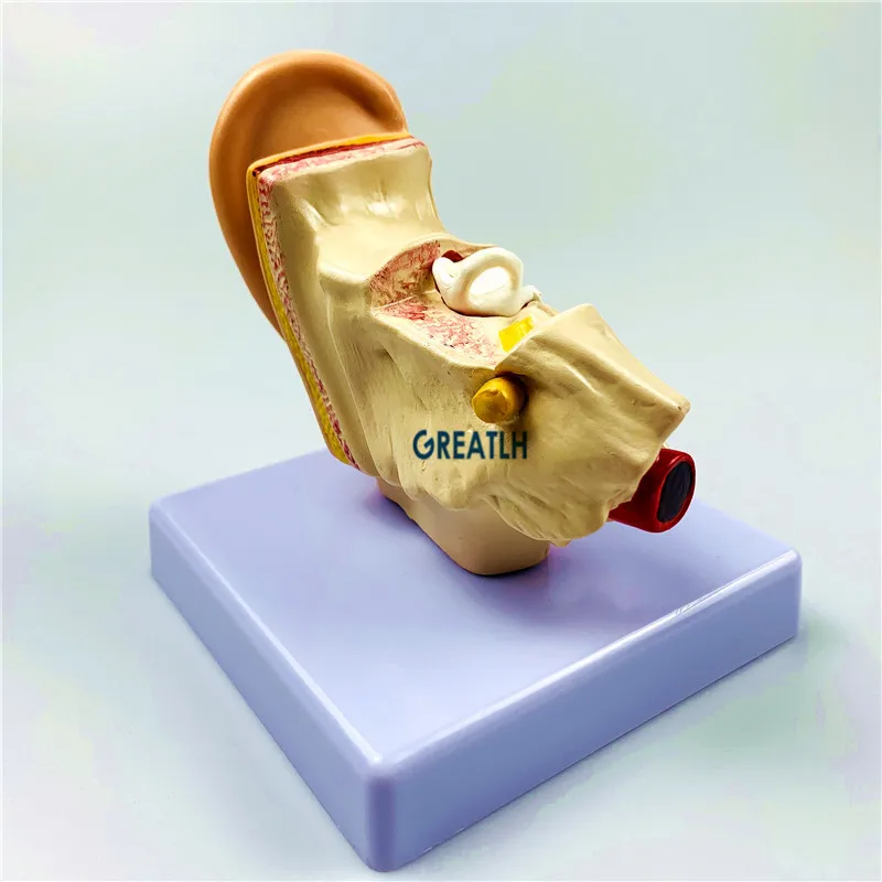External Ears Human Ear Anatomy Model Organ Model 1.5 times Medical Science model - Image 3