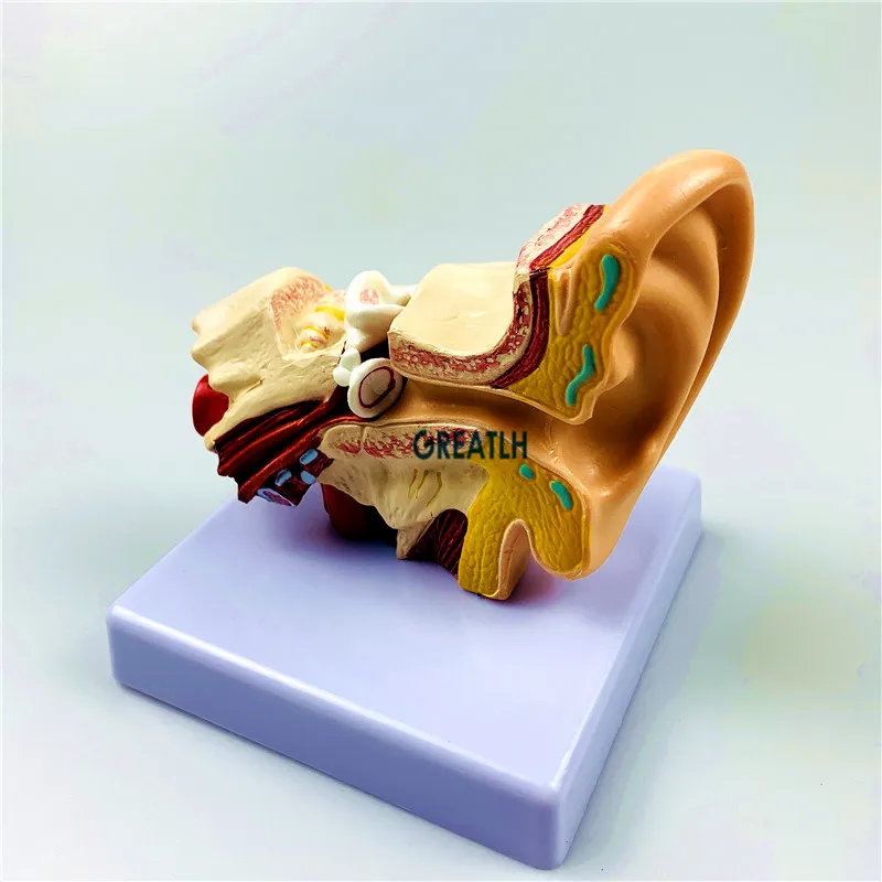 External Ears Human Ear Anatomy Model Organ Model 1.5 times Medical Science model - Image 4