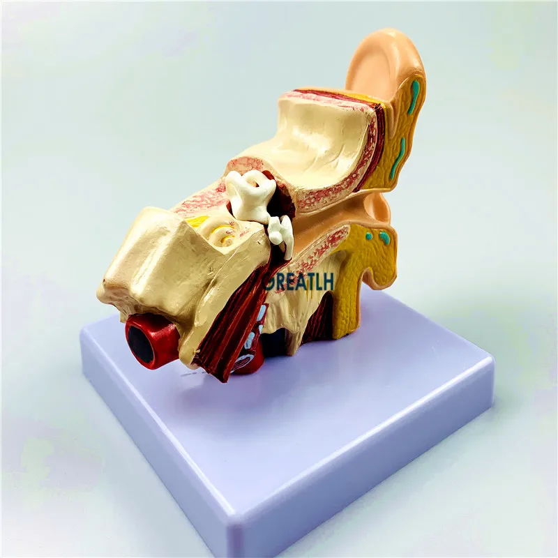 External Ears Human Ear Anatomy Model Organ Model 1.5 times Medical Science model - Image 5