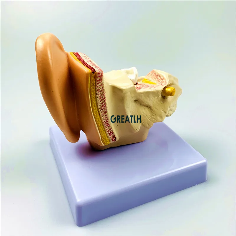 External Ears Human Ear Anatomy Model Organ Model 1.5 times Medical Science model - Image 6
