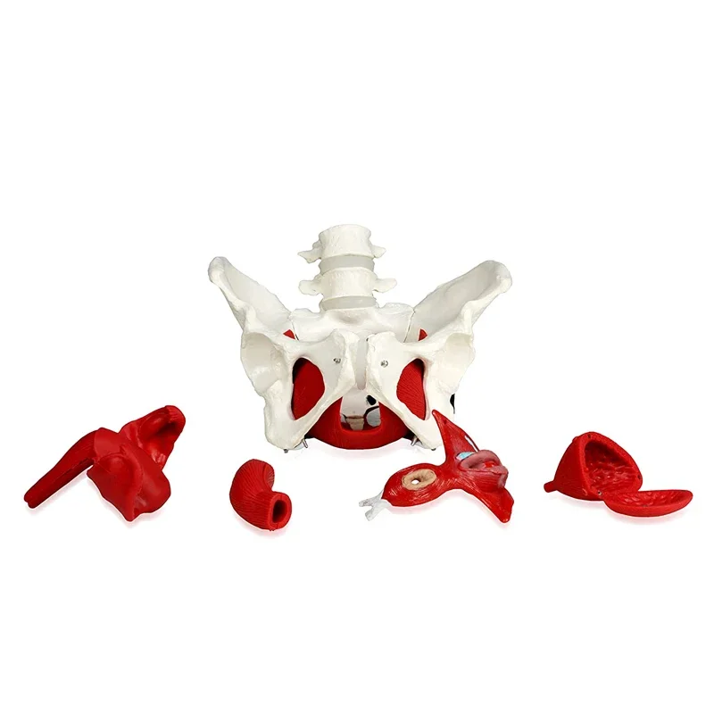 Female Pelvis Pelvic Floor Muscle Model Uterus Ovary Muscle Teaching Resources Educational Supplies Removable - Image 2