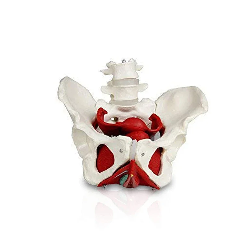 Female Pelvis Pelvic Floor Muscle Model Uterus Ovary Muscle Teaching Resources Educational Supplies Removable - Image 3