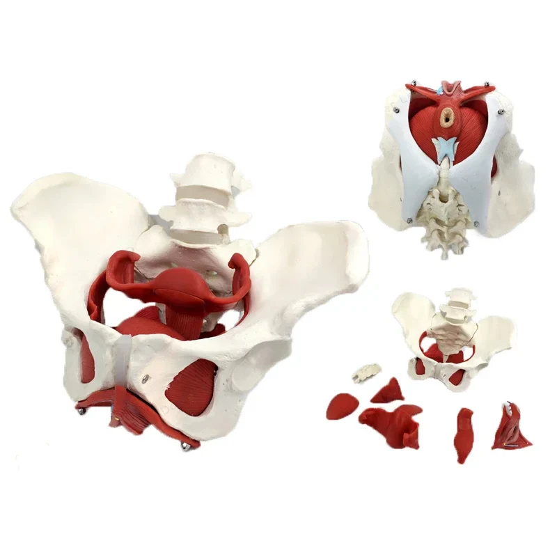 Female Pelvis Pelvic Floor Muscle Model Uterus Ovary Muscle Teaching Resources Educational Supplies Removable - Image 4