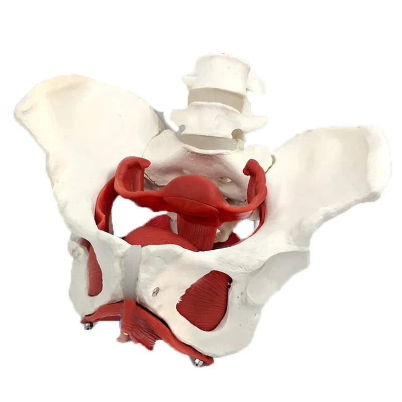 Female Pelvis Pelvic Floor Muscle Model Uterus Ovary Muscle Teaching Resources Educational Supplies Removable - Image 5