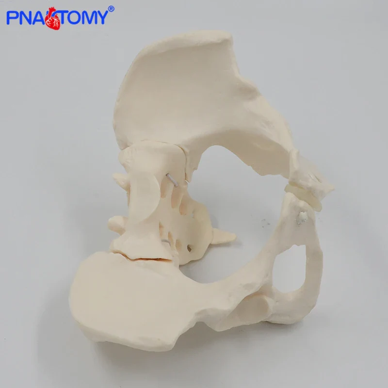 Flexible Female Pelvis Model Human Skeleton Model Specimen Hip Skeleton Anatomy Medical Tool School Used 1:1 Pubis Skeletal - Image 5