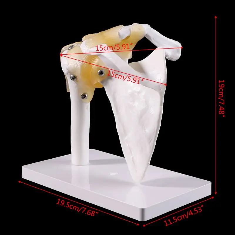 Functional Anatomical Life Size Human Anatomy Skeleton Shoulder Joint Bone Muscle Model For Teaching Study Tool - Image 5