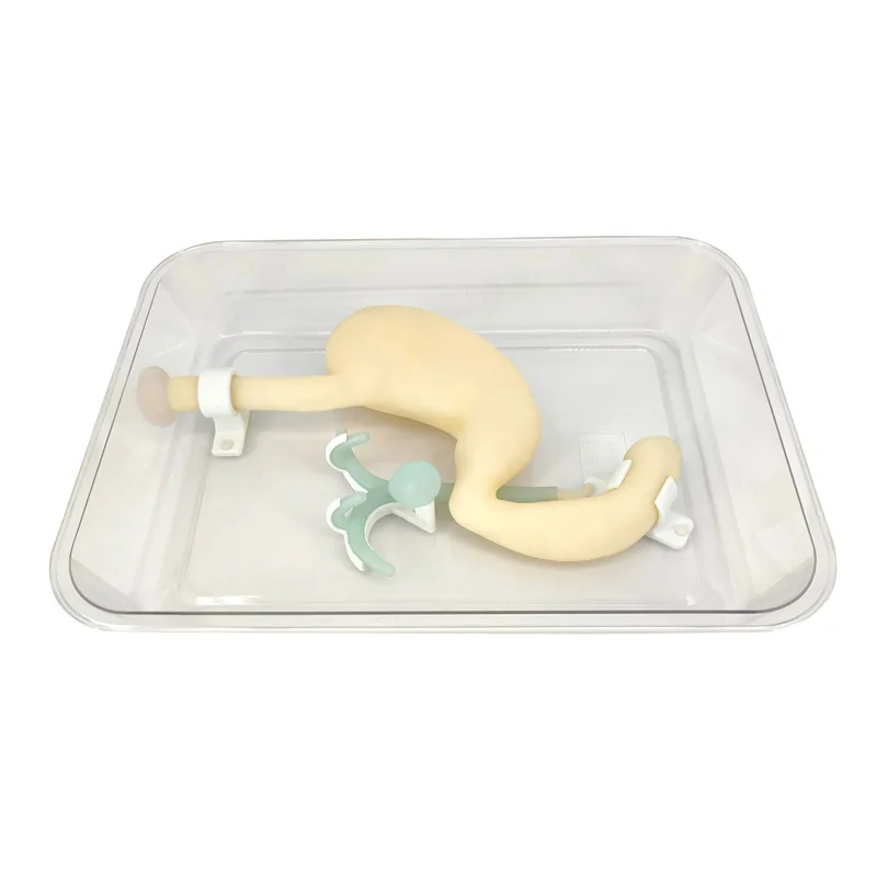 Gastroscope ERCP Scope Training Model, Gastroduodenal Simulation for Gastroscopic Surgery, Biliary System Digestion Practice with Realistic Esophagus, Stomach, Duodenum, and Tumor Simulation