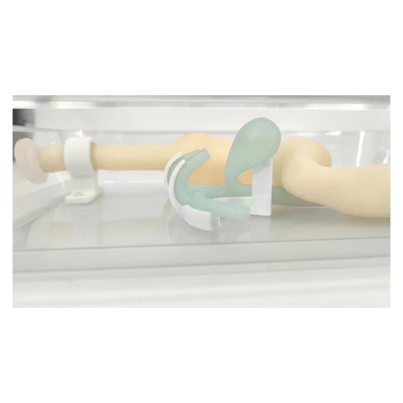 Gastroscope ERCP Scope Training Model, Gastroduodenal Simulation for Gastroscopic Surgery, Biliary System Digestion Practice with Realistic Esophagus, Stomach, Duodenum, and Tumor Simulation - Image 3