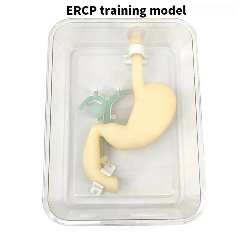 Gastroscope ERCP Scope Training Model, Gastroduodenal Simulation for Gastroscopic Surgery, Biliary System Digestion Practice with Realistic Esophagus, Stomach, Duodenum, and Tumor Simulation - Image 4