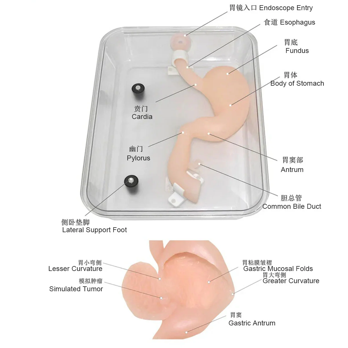 Gastroscopic surgery training model High simulation simulated stomach model ercp Gastroscope training - Image 2