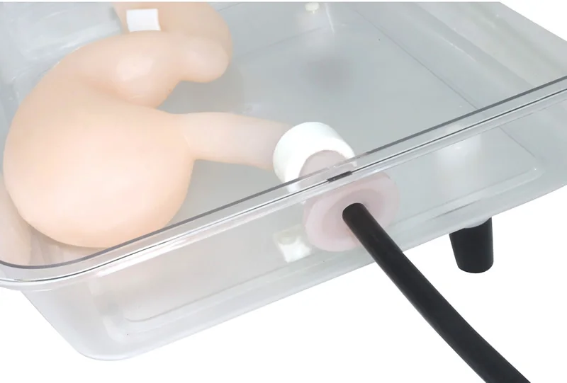 Gastroscopic surgery training model High simulation simulated stomach model ercp Gastroscope training - Image 3