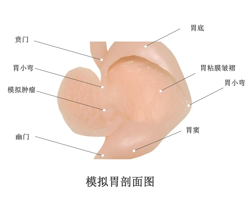 Gastroscopic surgery training model High simulation simulated stomach model ercp Gastroscope training - Image 4