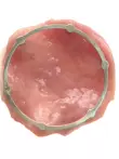 Gastroscopy training ESD surgical model endoscopic submucosal dissection model - Image 2