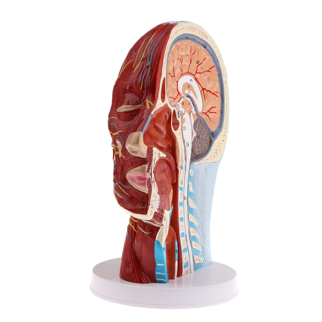 Head Median Sagittal Teaching Model Nerves Parotids Cervical Spine - Image 3
