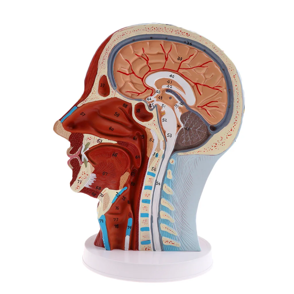 Head Median Sagittal Teaching Model Nerves Parotids Cervical Spine - Image 4