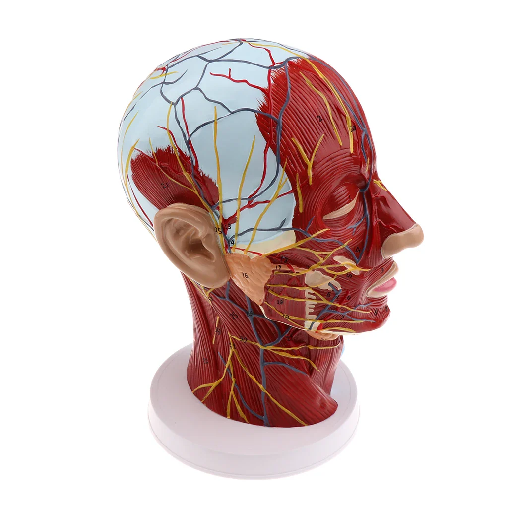 Head Median Sagittal Teaching Model Nerves Parotids Cervical Spine - Image 5