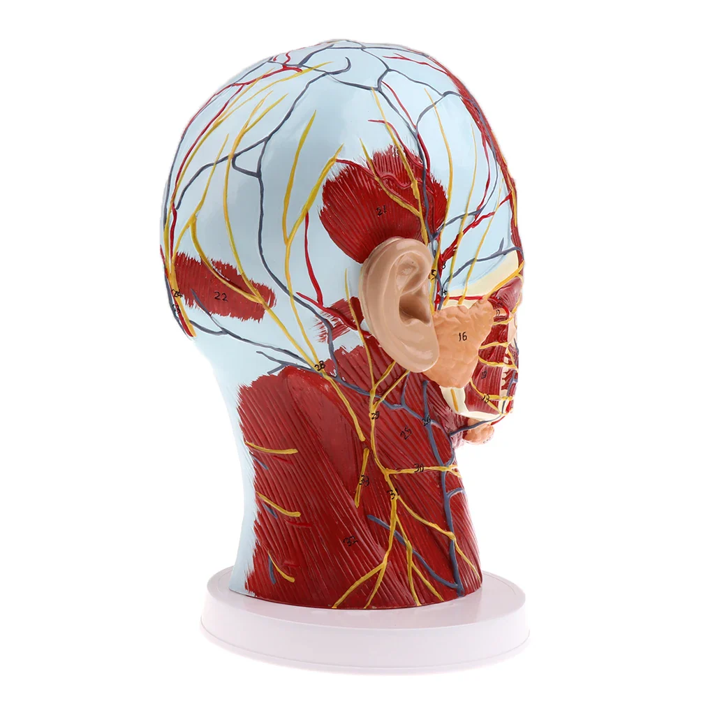 Head Median Sagittal Teaching Model Nerves Parotids Cervical Spine - Image 6