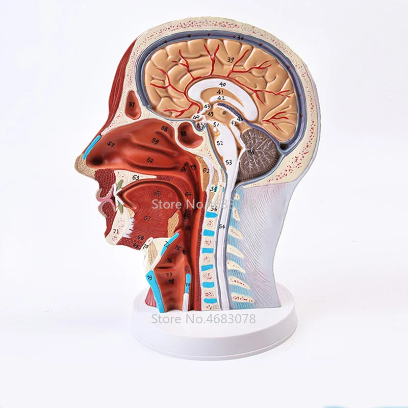 Head Neck Superficial Nerve Vascular Muscle Model,Human,skull with muscle And Nerve blood vessel,School medical teaching supply - Image 2