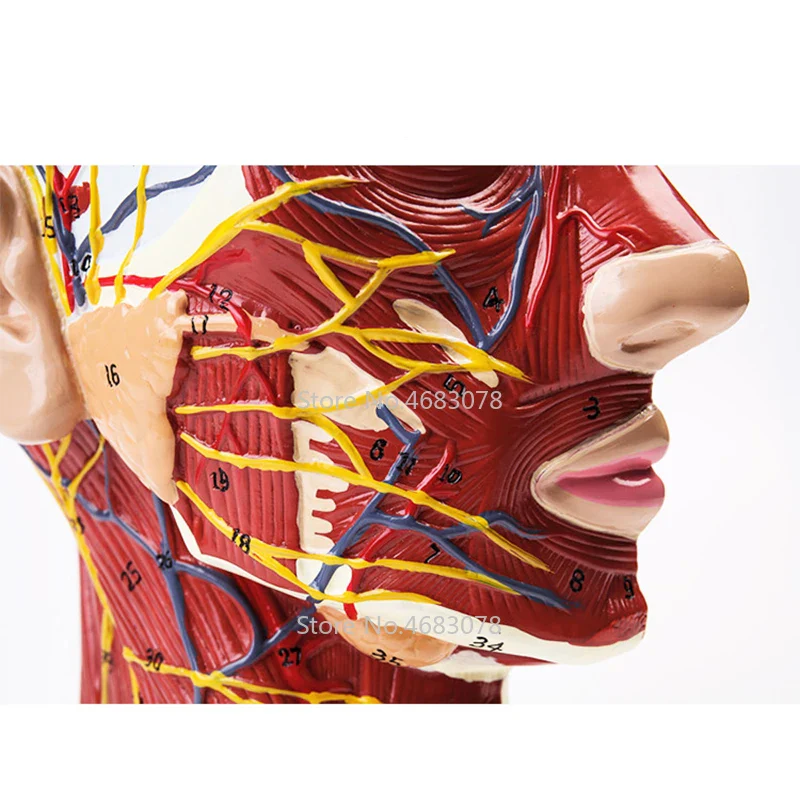 Head Neck Superficial Nerve Vascular Muscle Model,Human,skull with muscle And Nerve blood vessel,School medical teaching supply - Image 3
