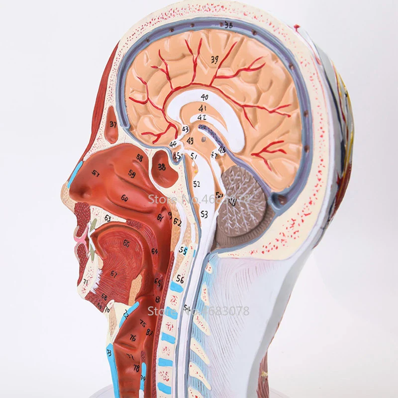 Head Neck Superficial Nerve Vascular Muscle Model,Human,skull with muscle And Nerve blood vessel,School medical teaching supply - Image 4